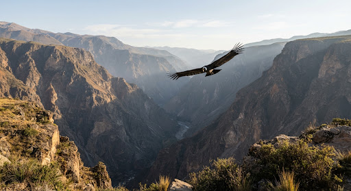 Arequipa & Colca Canyon